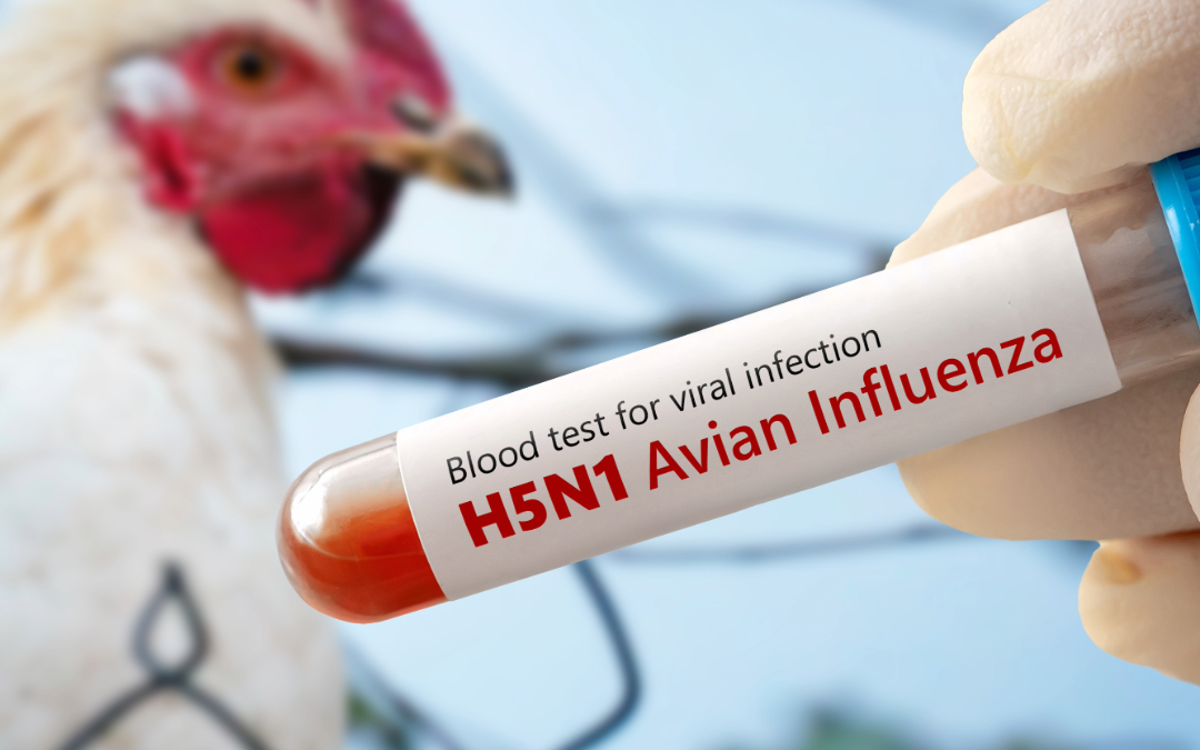 What Is Bird Flu and will it make me sick?